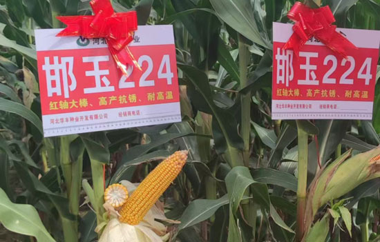 1764918912303354.jpg 550-500-产品图5.jpg