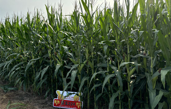 1764918936577994.jpg 550-500-产品图2.jpg