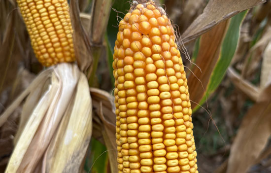 1764918955186135.jpg 550-500-产品图3.jpg